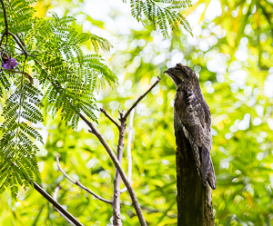 Common Potoo, I had to go back four times to get a picture.  Was difficult to tell bird from tree.